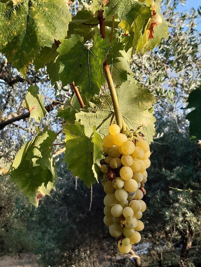 Villa La Moraiola Passignano sul Trasimeno Εξωτερικό φωτογραφία